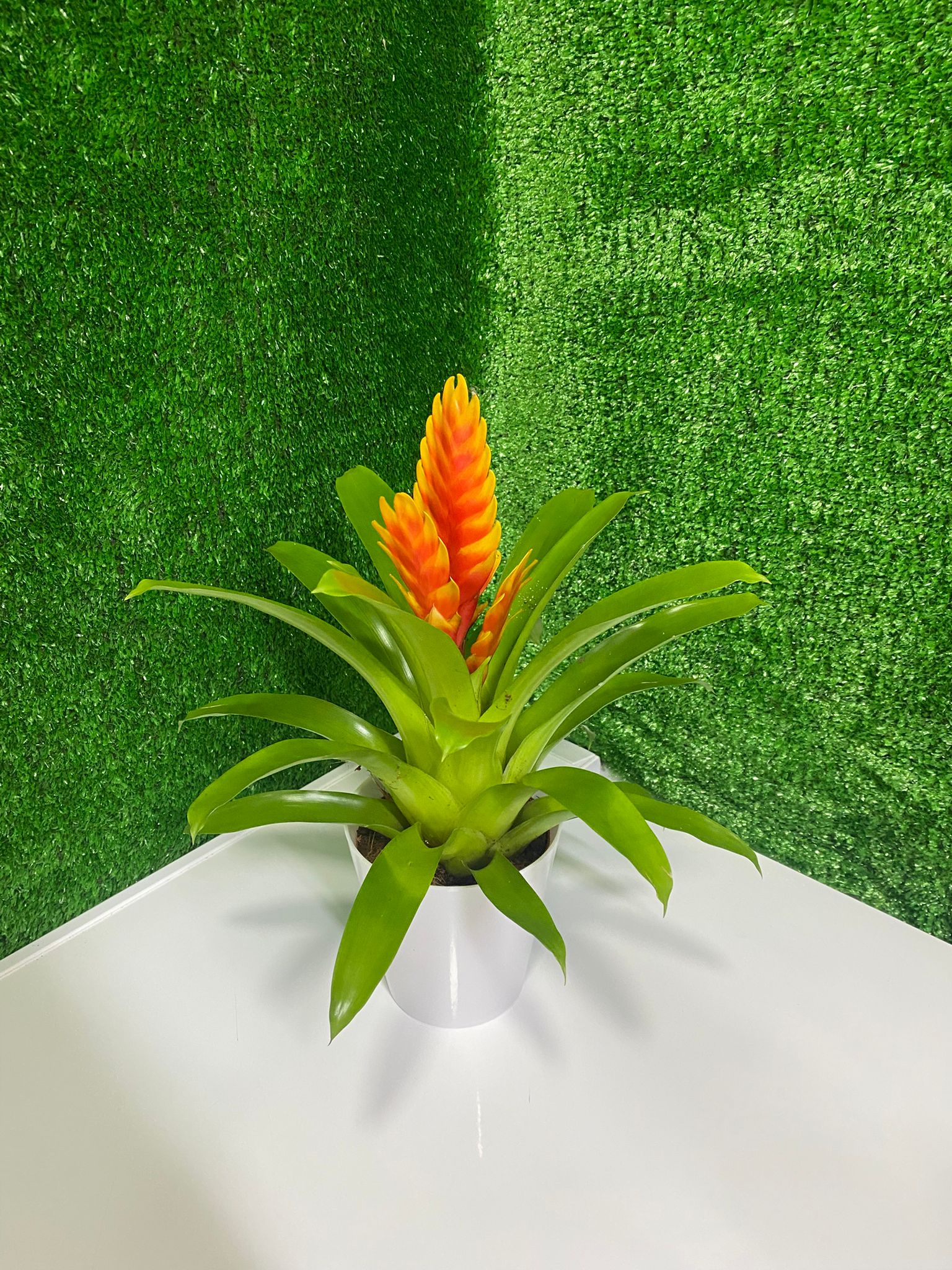 Turuncu Sarı Vrezya (Saksı Çiçeği)